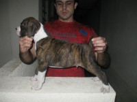 /album/ninhada-disponivel1/macho-3-jpg/